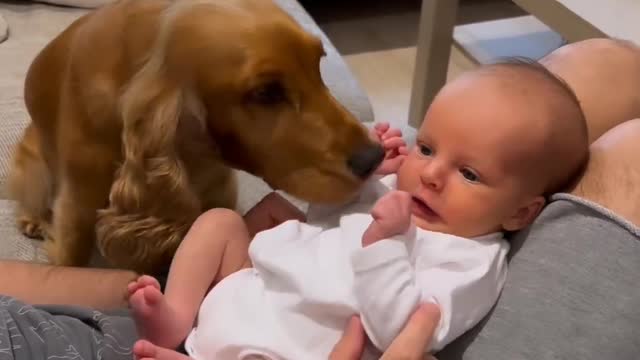 Cute Dog Playing With Cute Baby