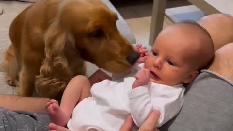 Cute Dog Playing With Cute Baby