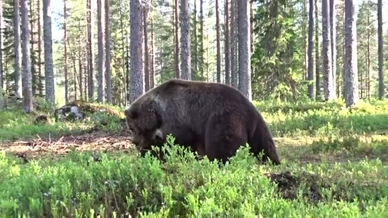 Best Bear fight ever!