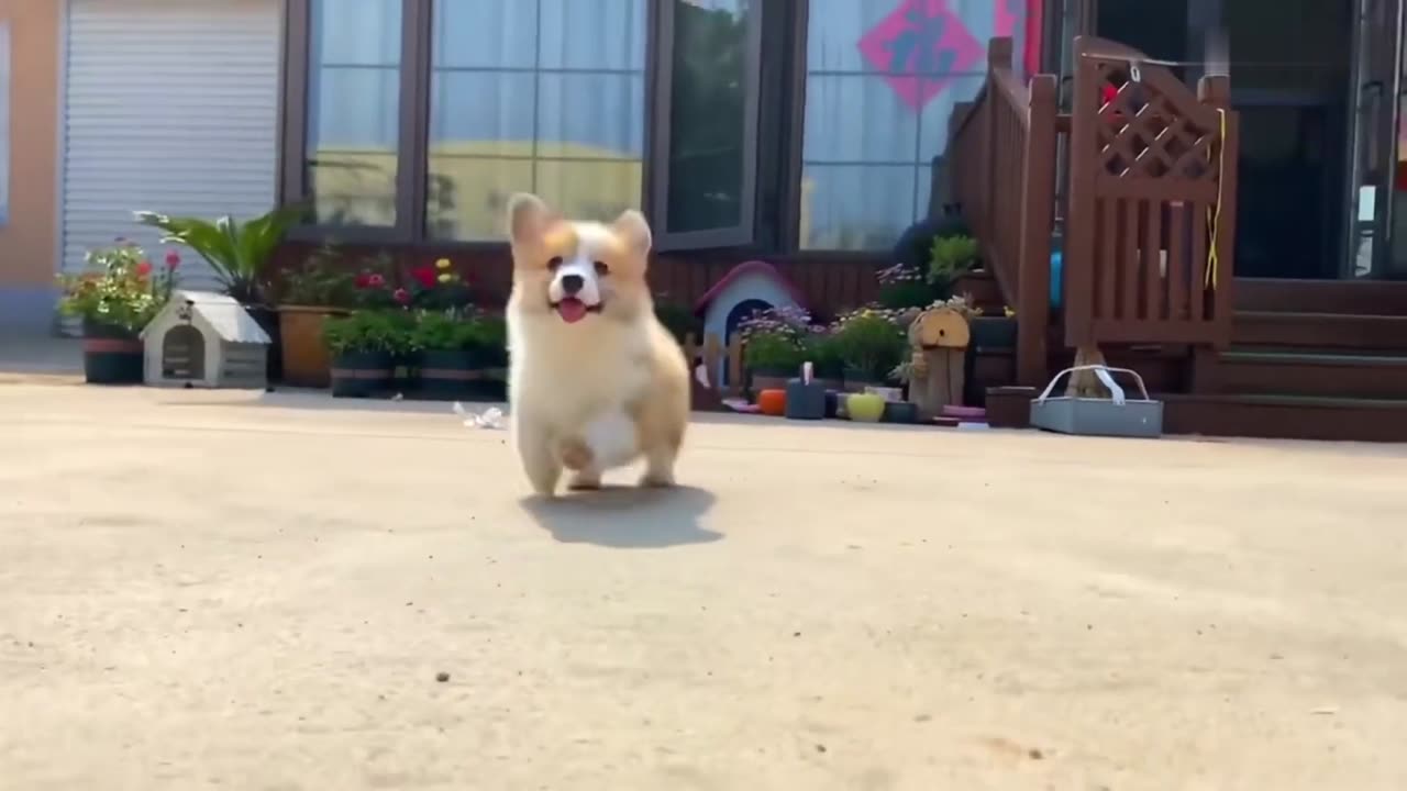 Animals Don't Have To Be So Perfect