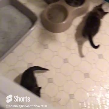 Kittens playing and feeding