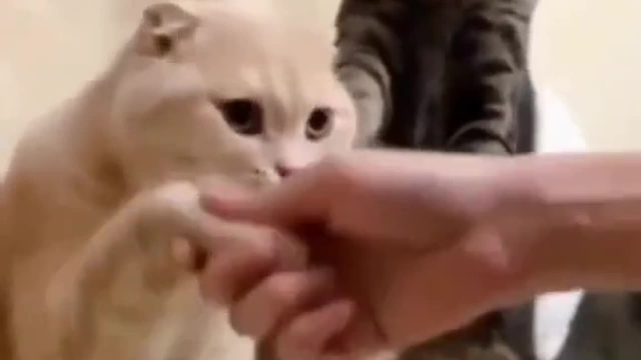 Funny Cat videos