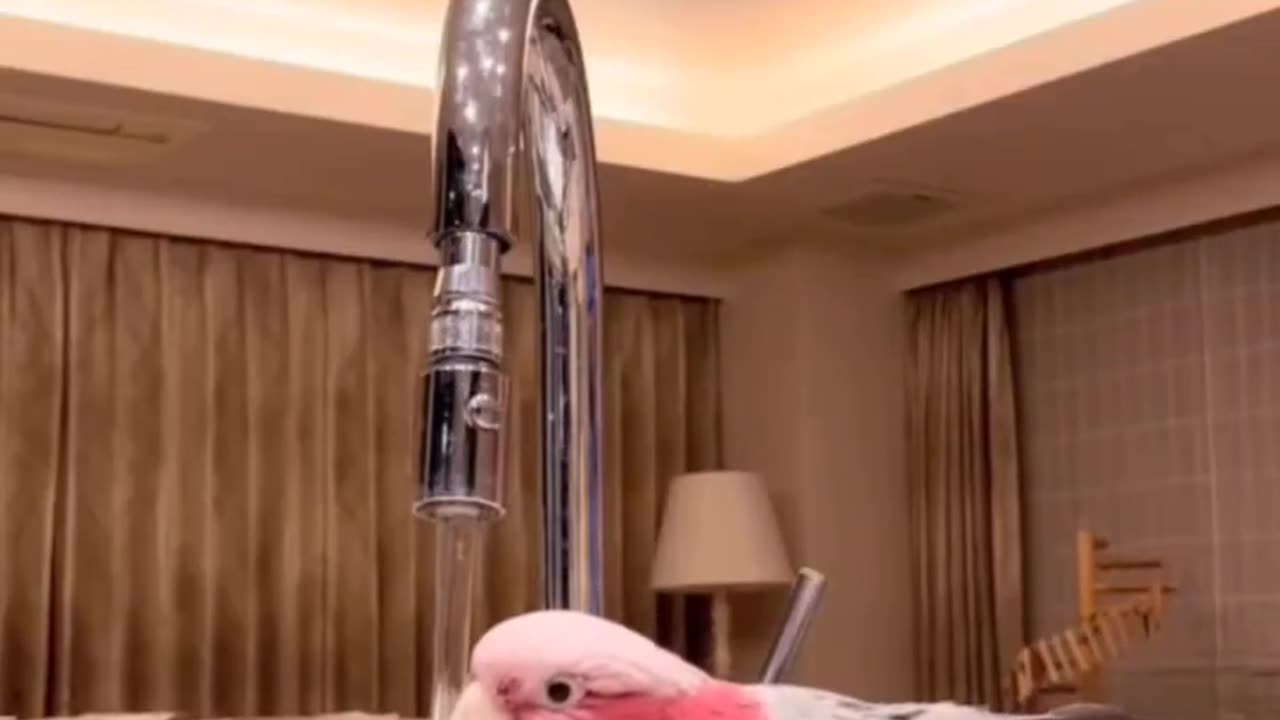 Bird trying to drink water 😂😂😂 bird funny video😂😂😂