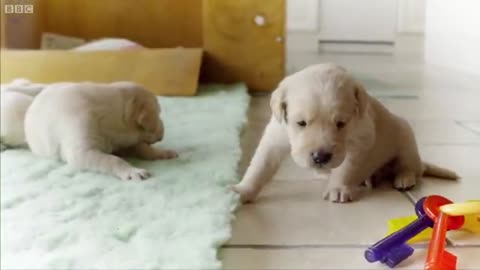 Puppy Opens its Eyes for the First Time | Puppy Senses | Secret Life of Dogs | BBC Earth