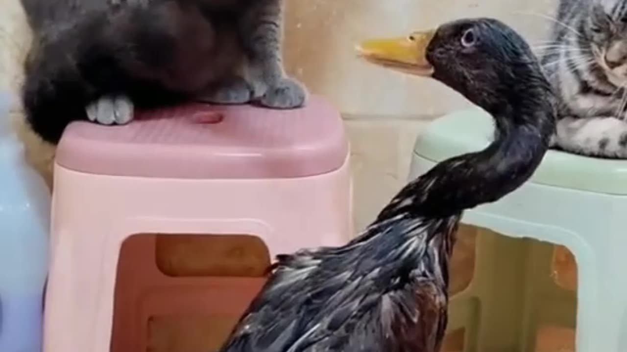 Figthig cat VS duck