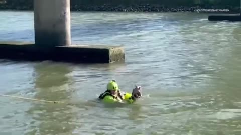 A day after being rescued from Sims Bayou, Burbie the chihuahua reunites with owner