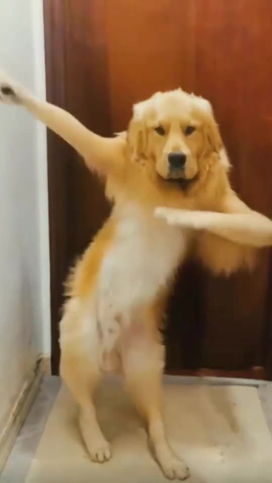 Dogi Dance