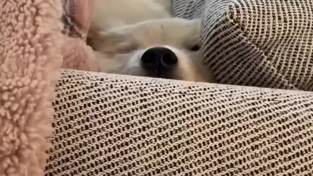 The Most Lazy & Hungry Puppy EVER!