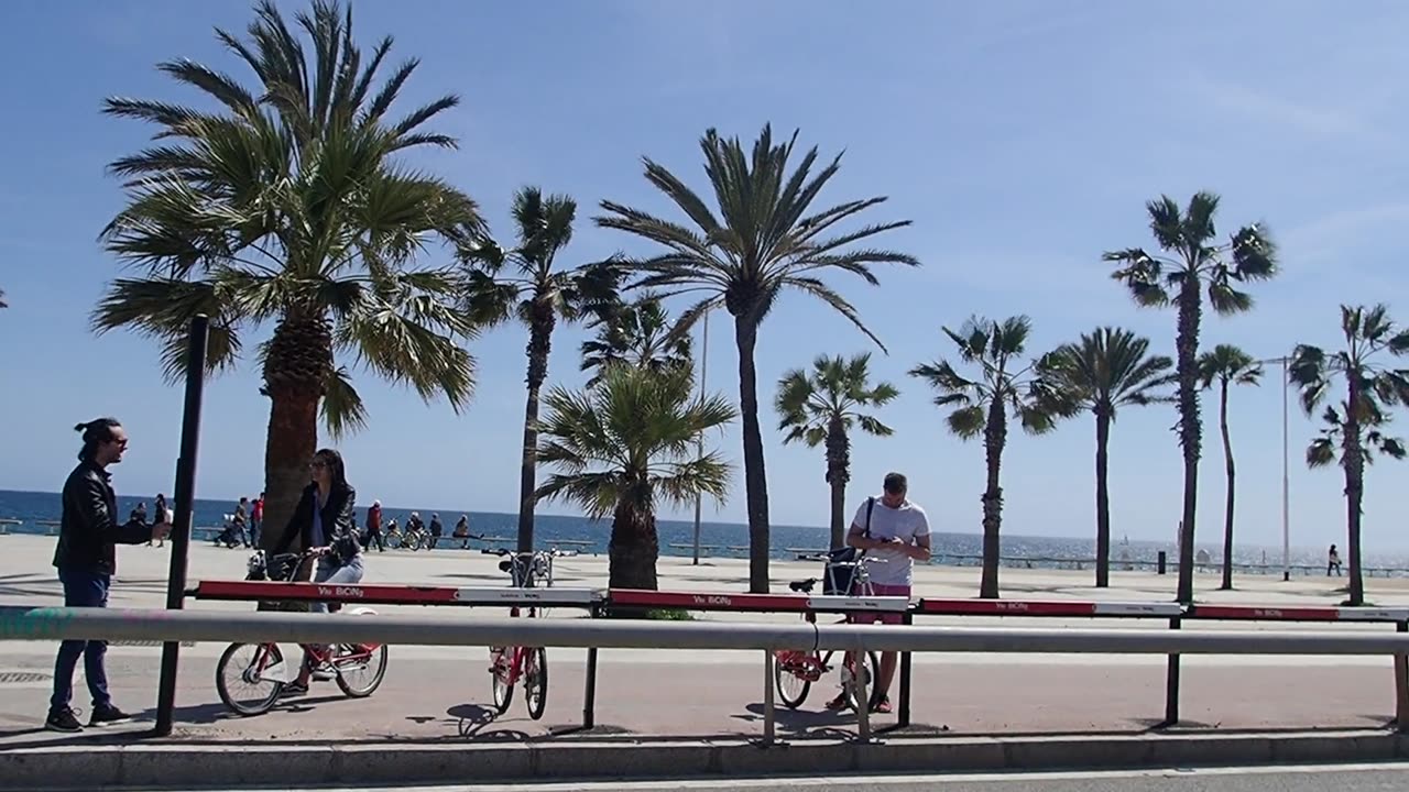 Palm trees.
