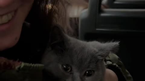 Cute Cat