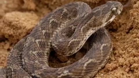 World's Most Deadliest Snakes 🐍 #snake 🤬🔥 #shorts #Snake #animals #wildlife