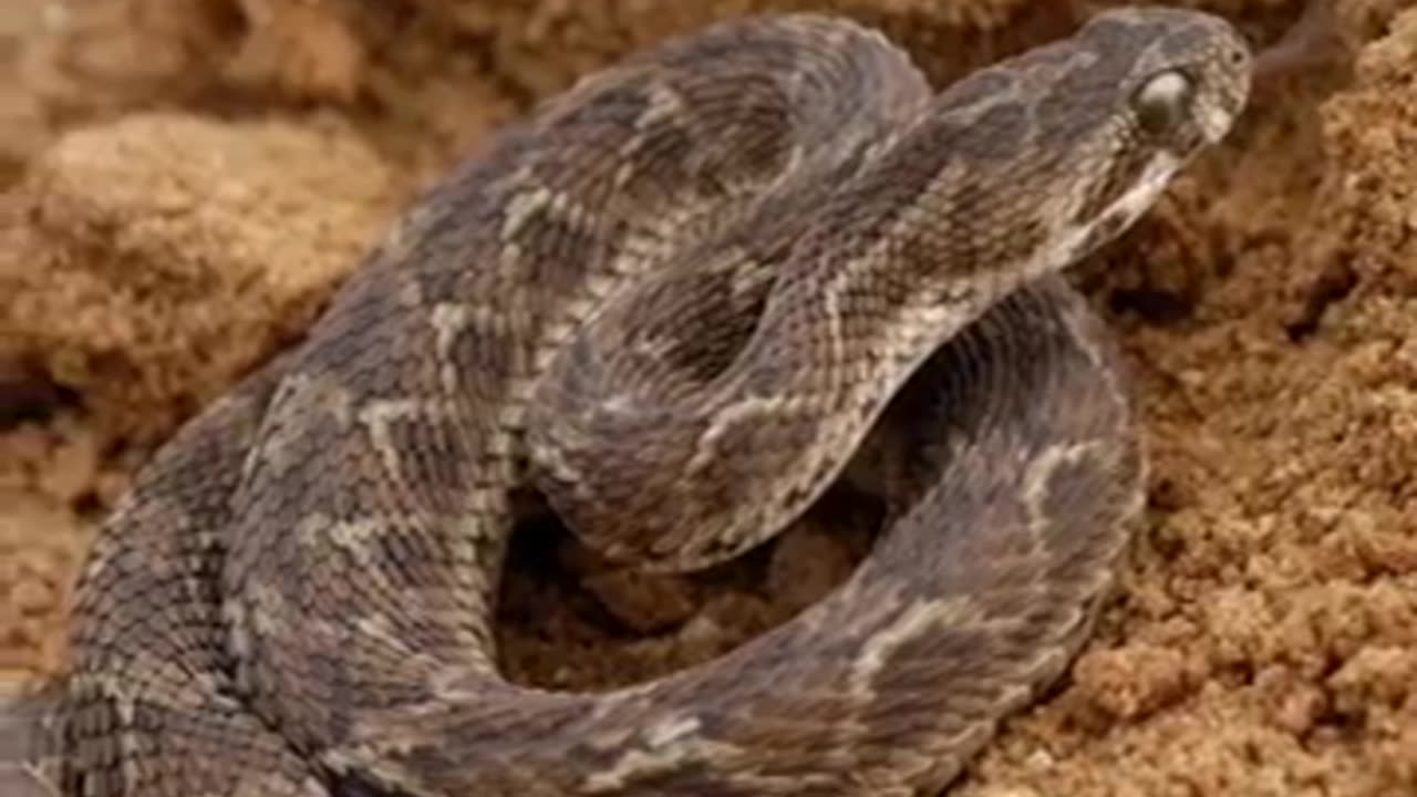 World's Most Deadliest Snakes 🐍 #snake 🤬🔥 #shorts #Snake #animals #wildlife