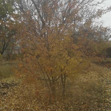 Cherry tree in November