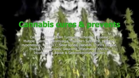 The TRUTH about CANNABIS