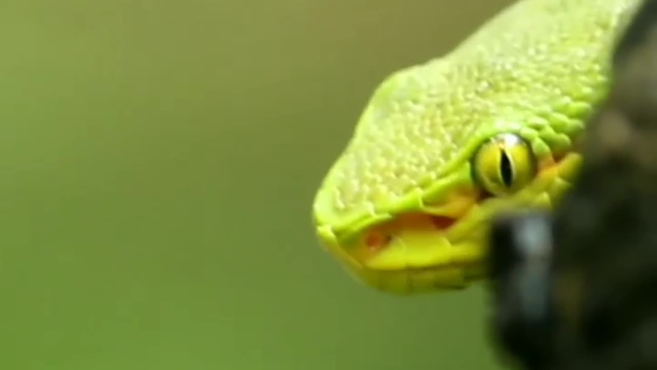 Wildlife is in closer view with a natural perspective.