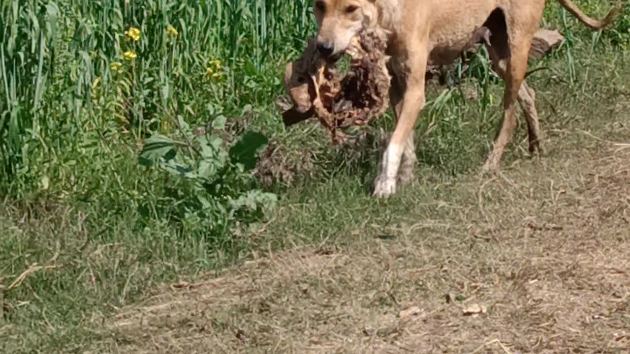 A wild dog brings himself something to eat.