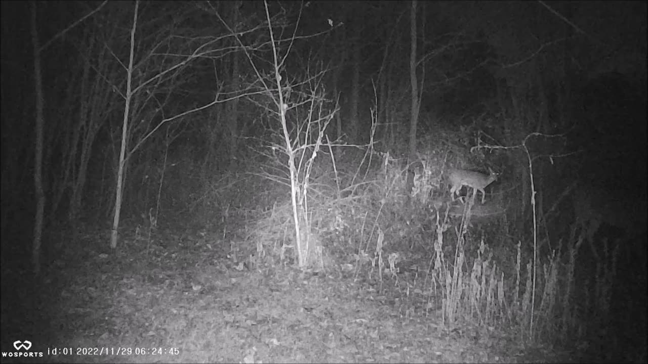 Backyard Trail Cams - Group of Does Invade Back Yard.