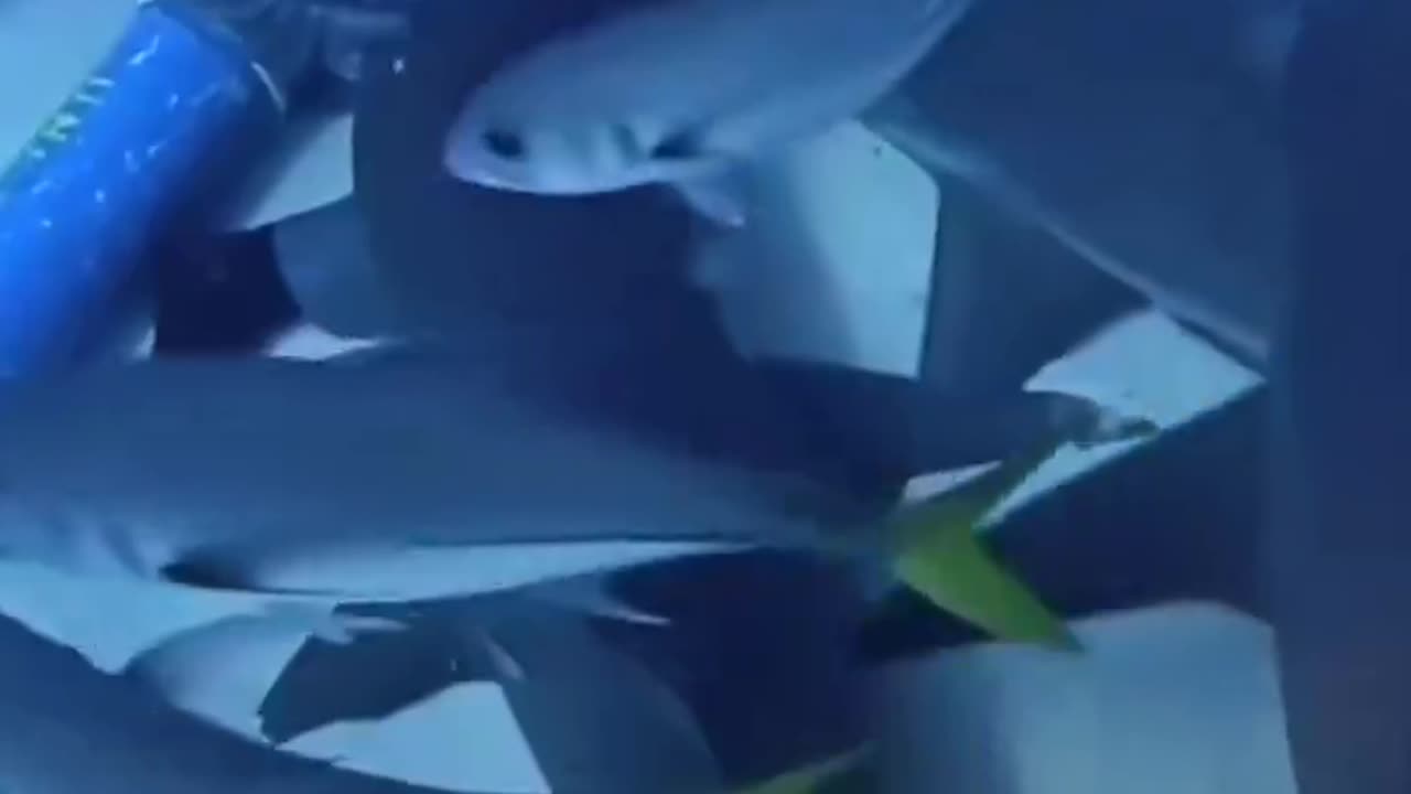 Incredible story caught on video of a shark and woman communicating with each other