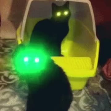 Creepy Cat Gif