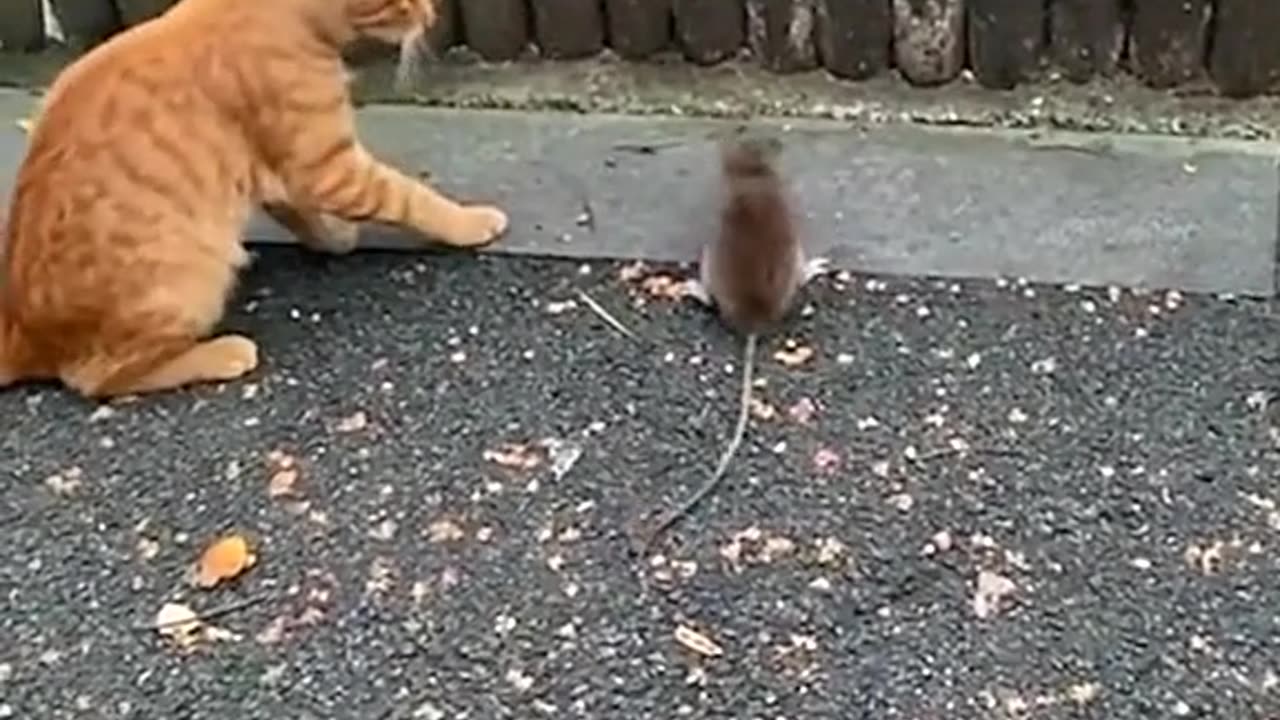 a mouse fight a cat and scare him!