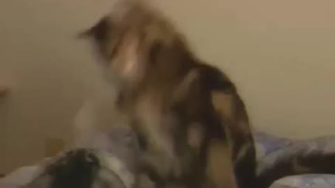 Two cats fight.. Funny video