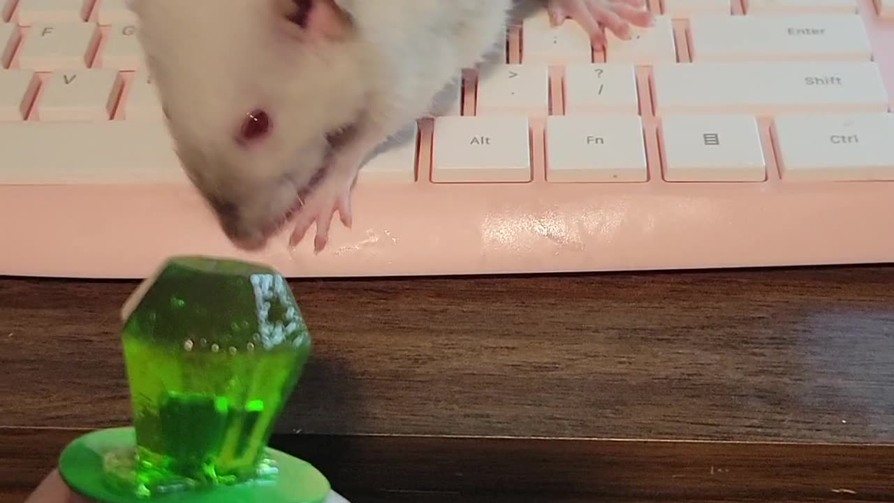 Albino Pet Rat Cleans off Paws on Keyboard