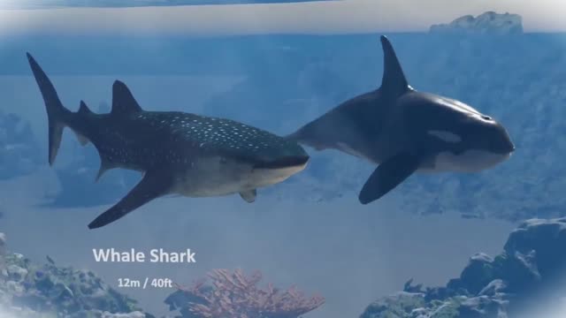 Size comparison in three dimension from small to large animals