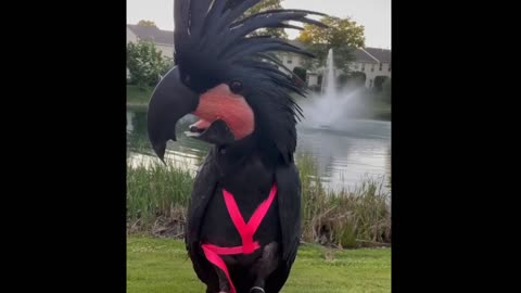 A bird talking with a man very clearly
