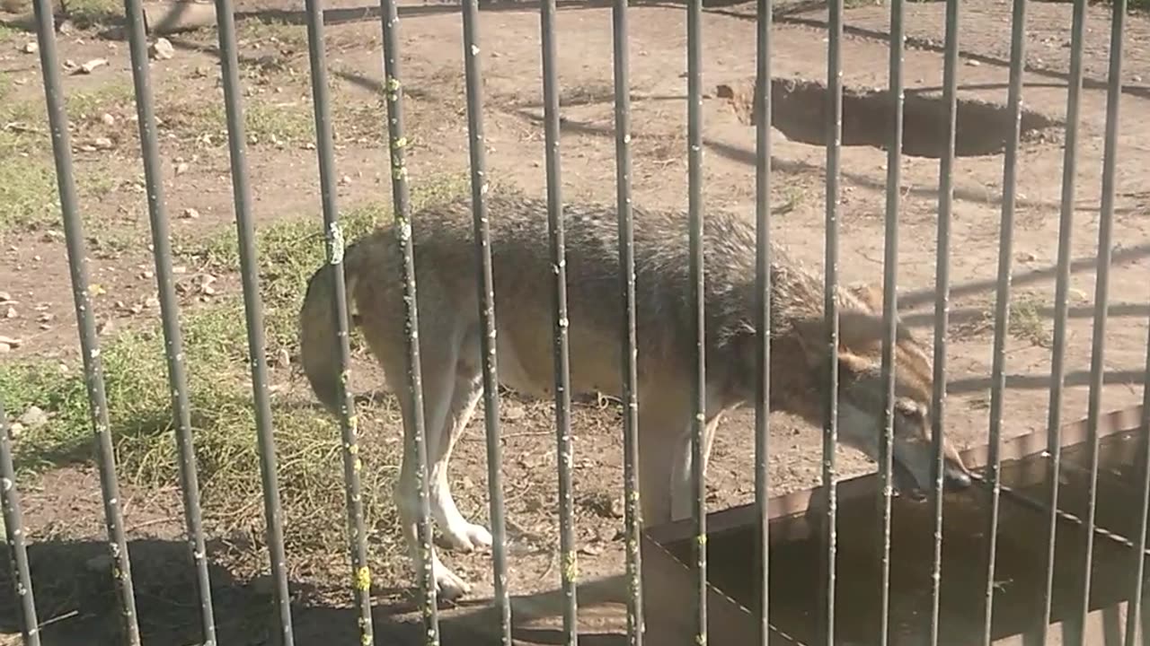 Wolf in the Zoo is drinking water