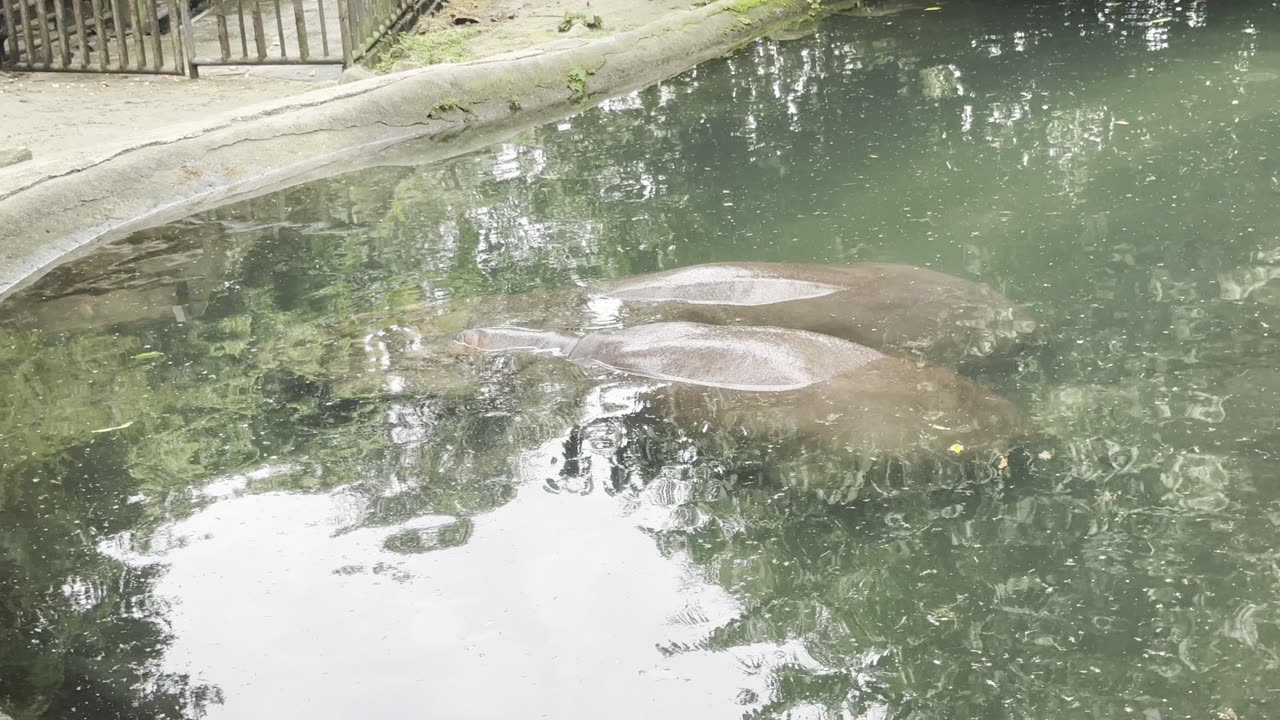 Hippos Sleeping with No Crocodiles Nearby