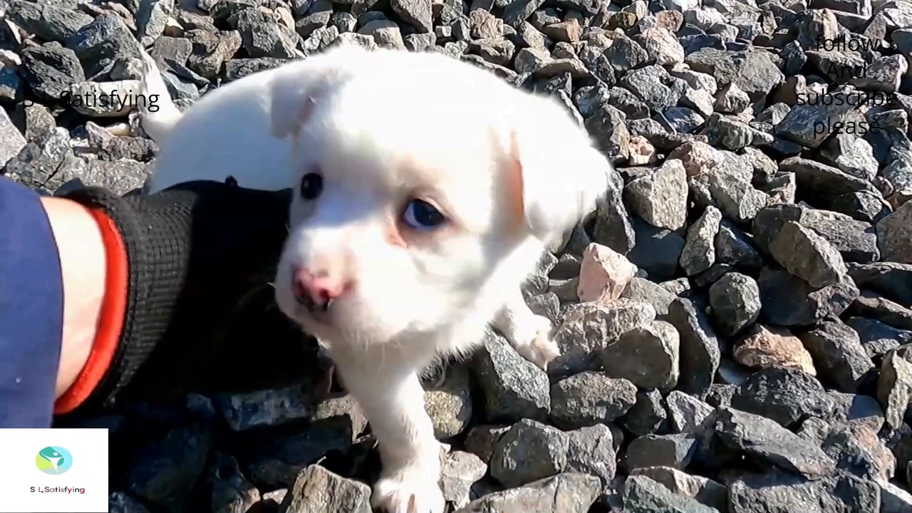 S L Satisfying/Lost puppy living on grain dropped by train