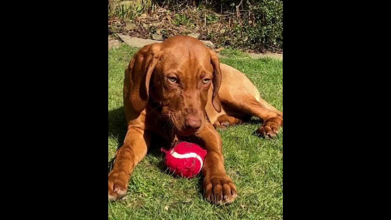 Ripley Our Vizsla