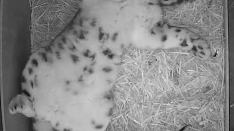 Newborn snow leopard Yu Bao is very timid, only