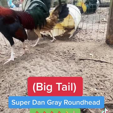 (Big Tail) Dan Gray Roundhead Brood fowl