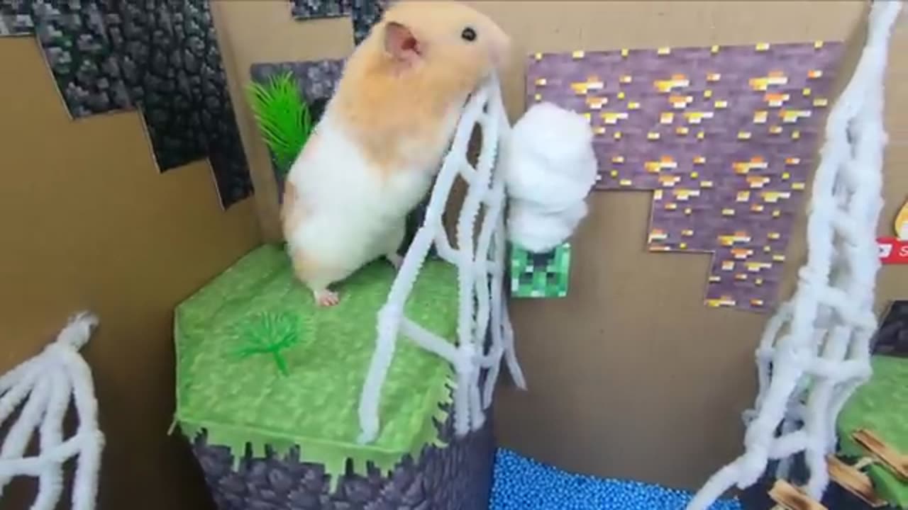 Hamster Escapes The Awesome Minecraft Maze With Underwater Obstacle Course(360P)