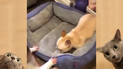 Funny Animal Vedios 2023😁 funniest Cats Funny Dog Vedios
