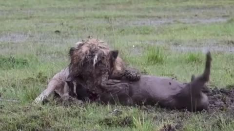 ruthless lion snatches wild boar from den