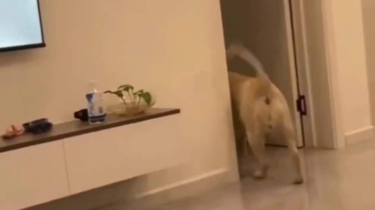 Funny animals