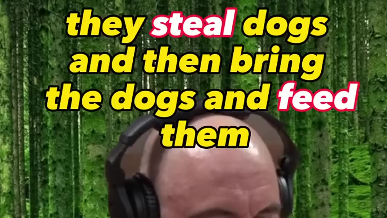 Baboons Using Dogs For Security
