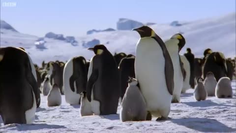 Penguin Chicks Struggle To Survive | Planet Earth | BBC Earth