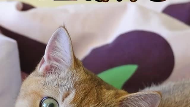 Found that each can see comments area to burn the cat