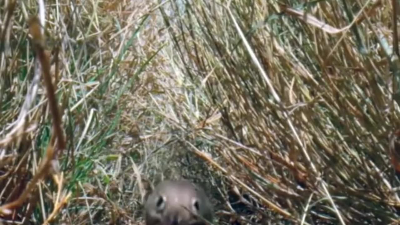 Elephant Shrew 🐀 One Of The Cutest And Rarest Animals In The Wild #shorts