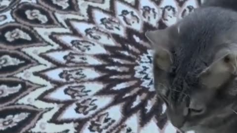 Cute animals make fun