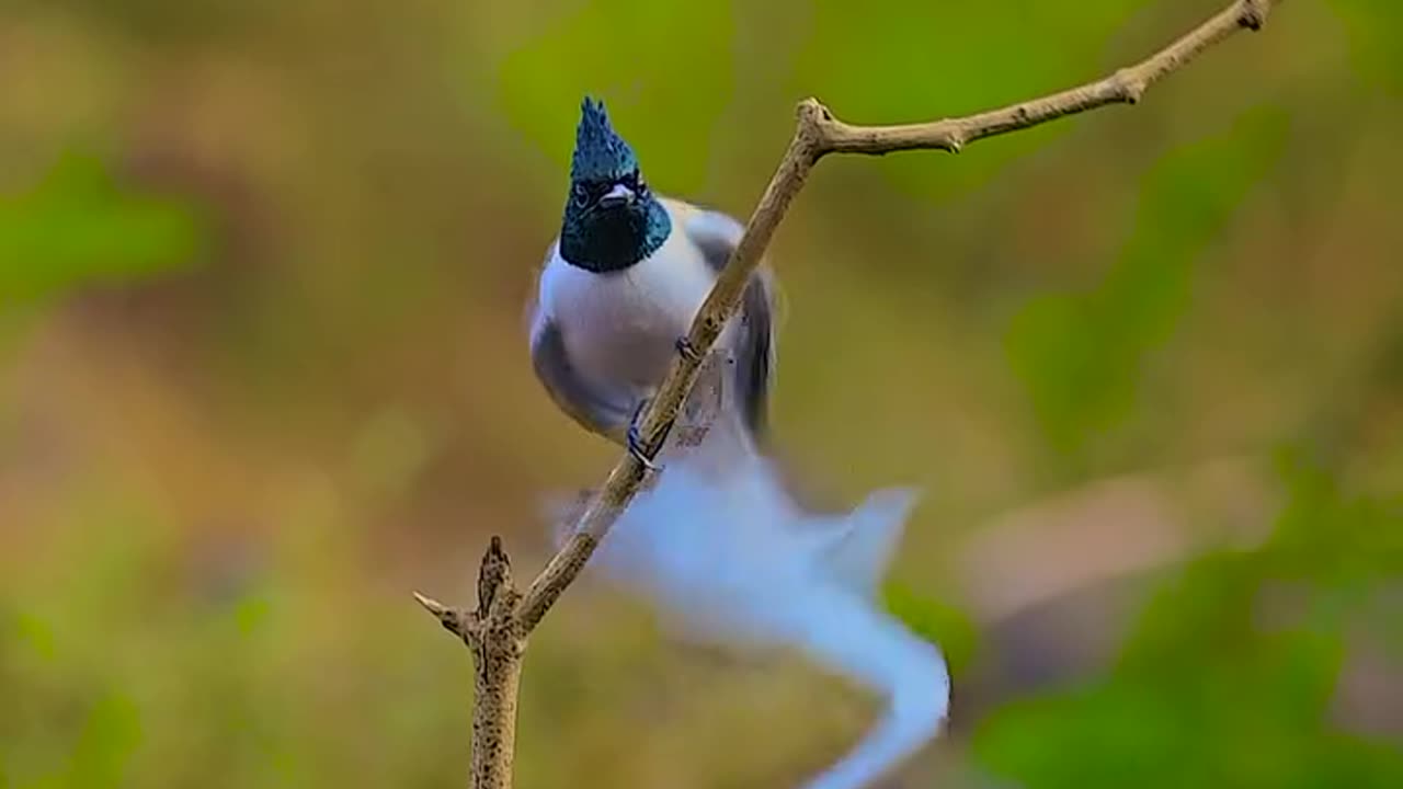 Asin paradise bird beautiful natur word wildlife life