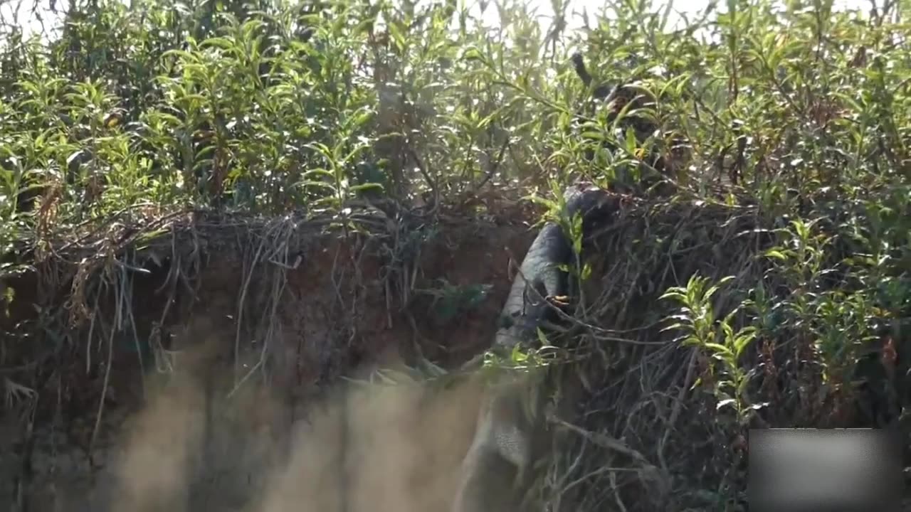 Jaguar attacks alligator