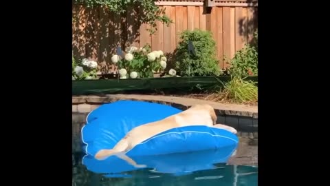 Best funny animal videos
