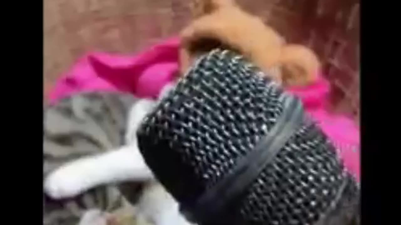 Dog and cat funny video