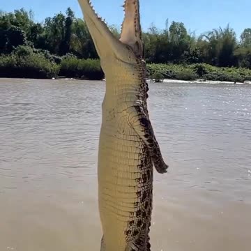 How high crocodiles can jump Out of the water