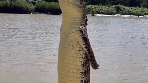 How high crocodiles can jump Out of the water