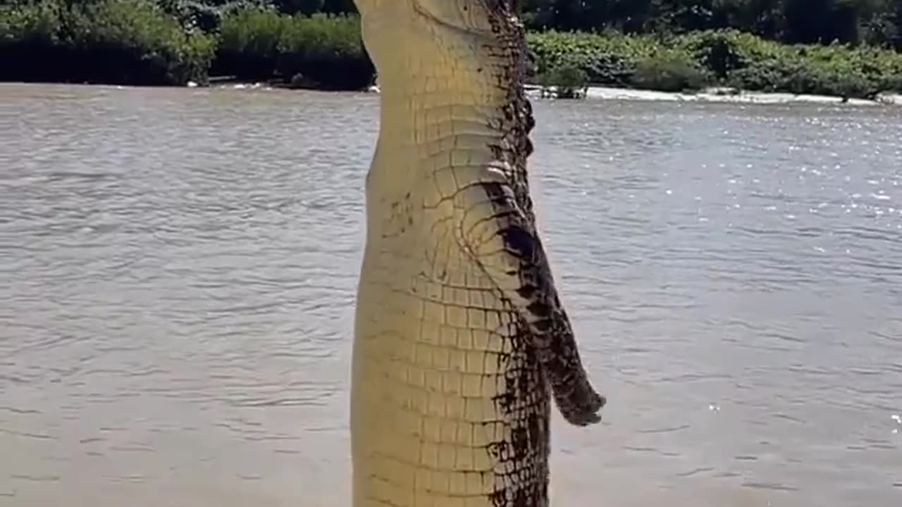 How high crocodiles can jump Out of the water